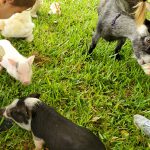 Our petting zoo animals love attention