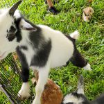 Our beautiful petting zoo animals love kids